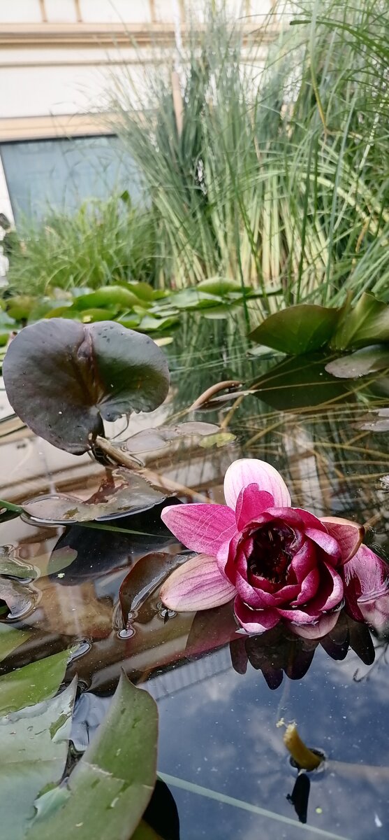 Кувшинки в центре Москвы) Кузнецкий Мост 