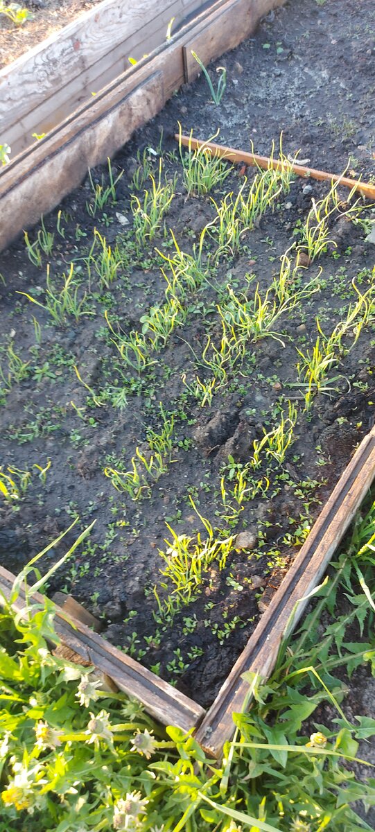 Посадила чеснок. Фото из личного архива.