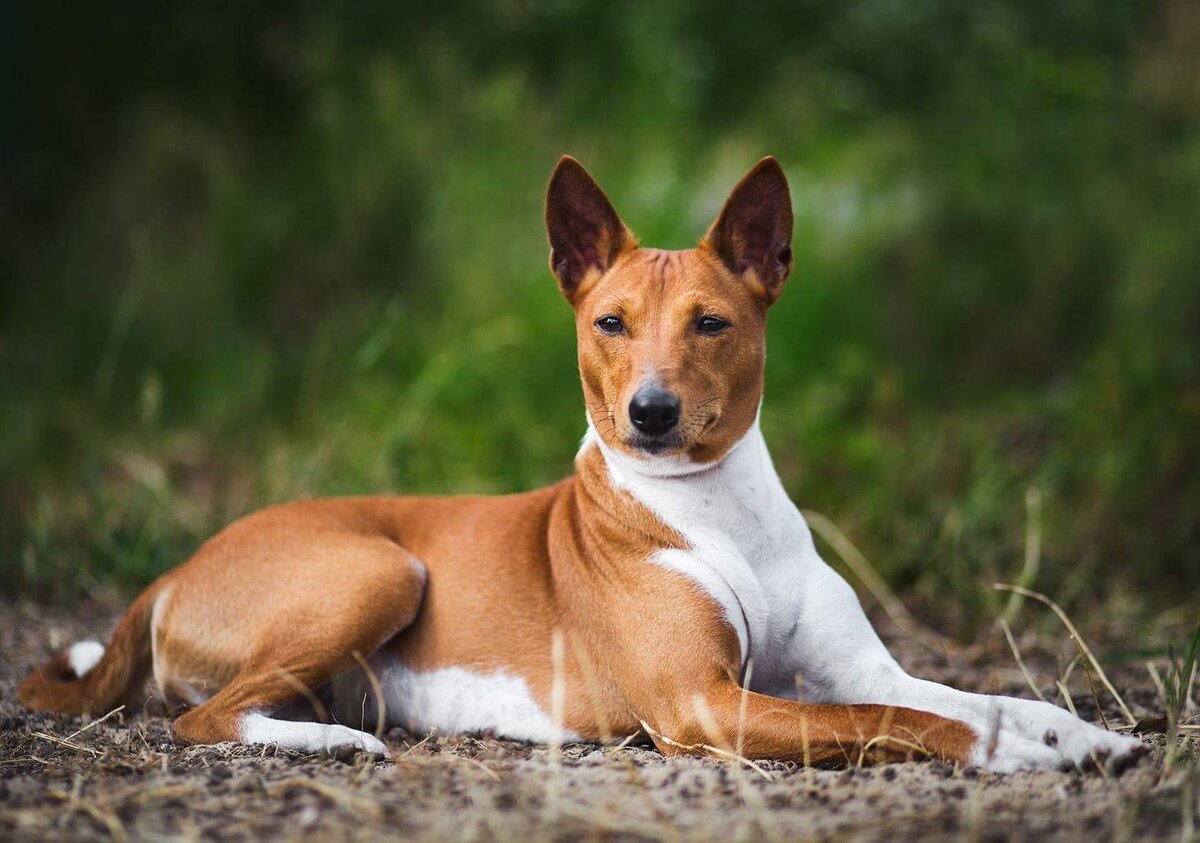 Басенджи: фото, характер и описание нелающей собаки - Purina ONE®