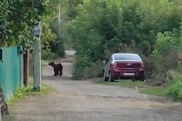    Кадр из видео