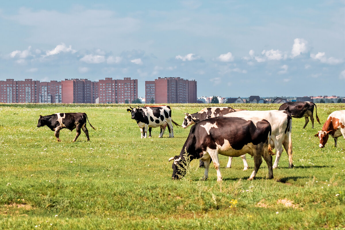 Бердск, окраина микрорайона "Белокаменный" (аэродром)