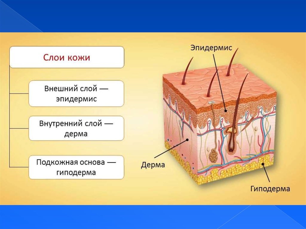 Слой 1) эпидермис 2) дерма 3) гиподерма. Эпидермис дерма гиподерма строение и функции. Строение кожи слой строение значение. Из чего состоит наружный слой кожи.