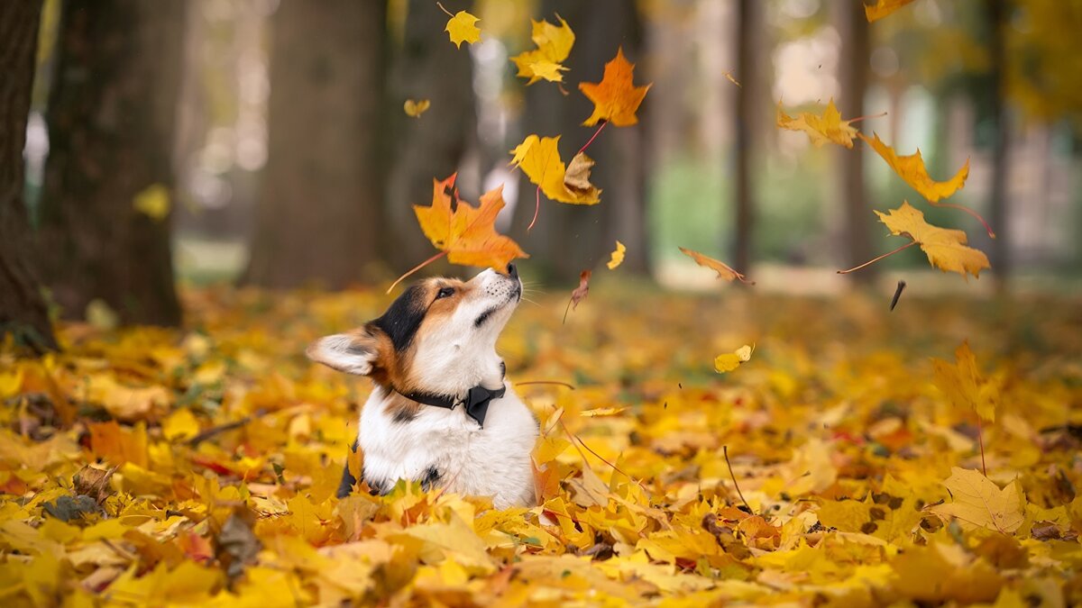 Источник фото - https://widewp.ru/pic/5991