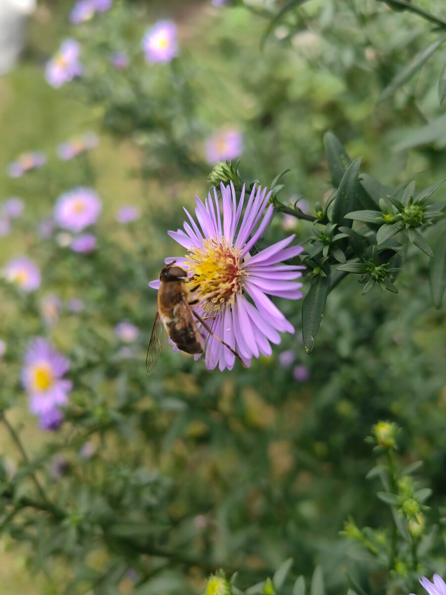 Мелколепестник 