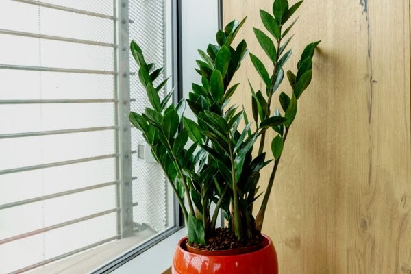 Замиокулькас – растение, которое способно приспосабливаться к различным условиям. Оно хорошо справляется как с ярким солнечным освещением, так и с полутенью, способно процветать при любых температурах.