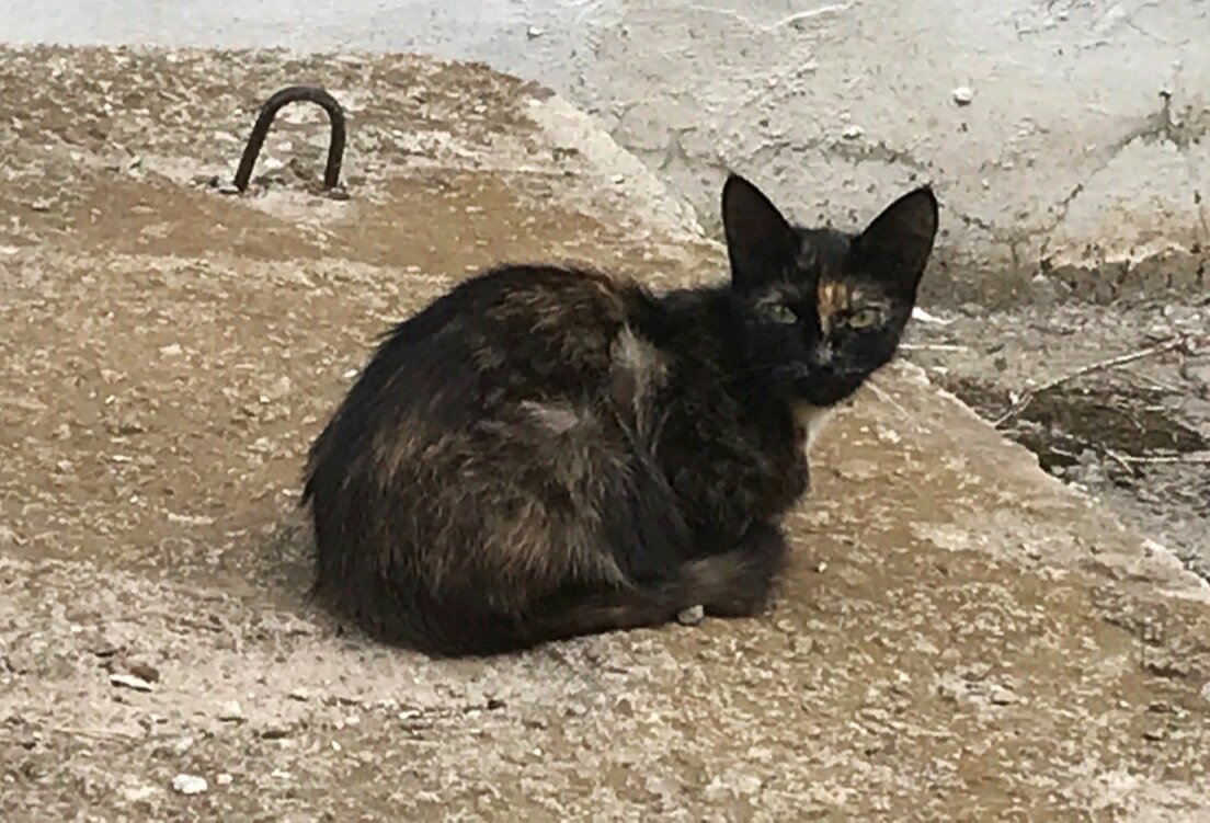 Удел этой кошечки - одиночество. Всё, что у неё было - это маленькие котята, с которыми её разлучили.