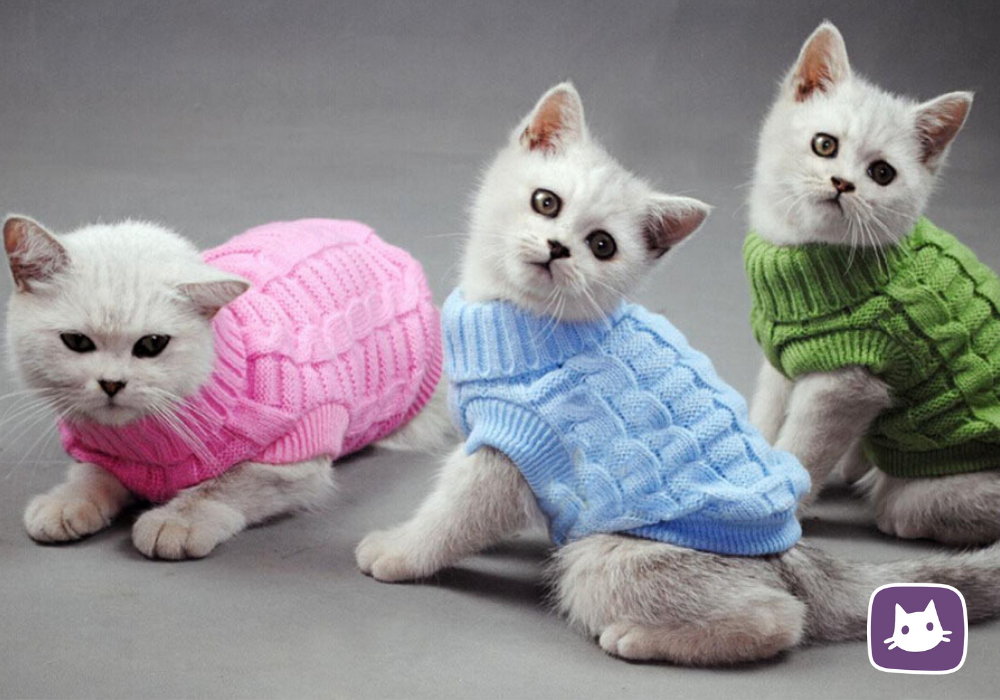 Одежда для котов и кошек