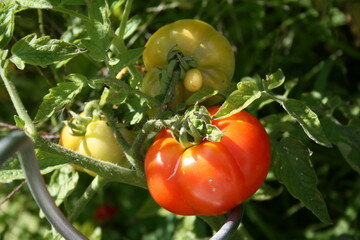   Все хотят получить не просто хороший, а огромный урожай томатов, чтобы и поесть и угостить родственников и на заготовки – чтобы на все хватило.-2