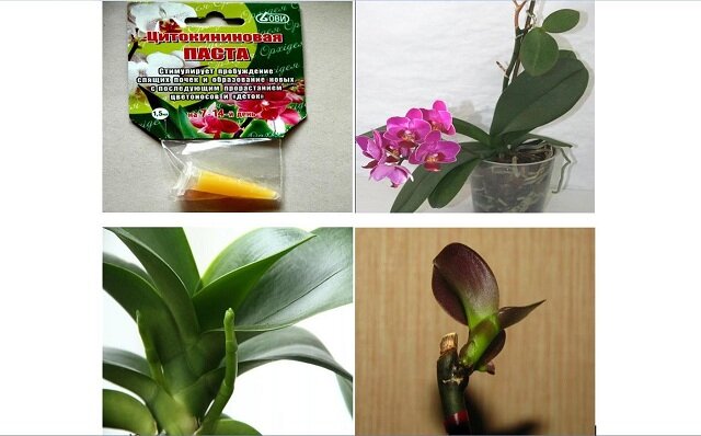 Применение цитокининовой пасты для орхидей