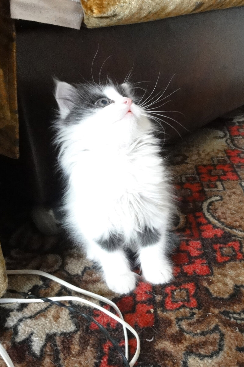Кукла: "Я с котячества - самый глямурный будильник!"
