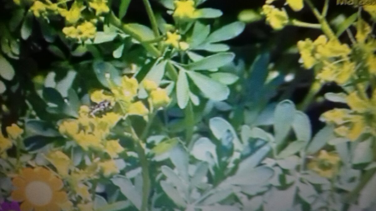 Это очень очень распространенное заболевание вен,  которые теряют эластичность растягиваются расширяются и образуют  так называемые ( узлы). Скорость тока крови в таких венах замедляется, что ведет к образованию тромбов ( тромбофлебит). Развитию варикозного расширения вен способствует длительное пребывание на ногах, связанное с профессией.