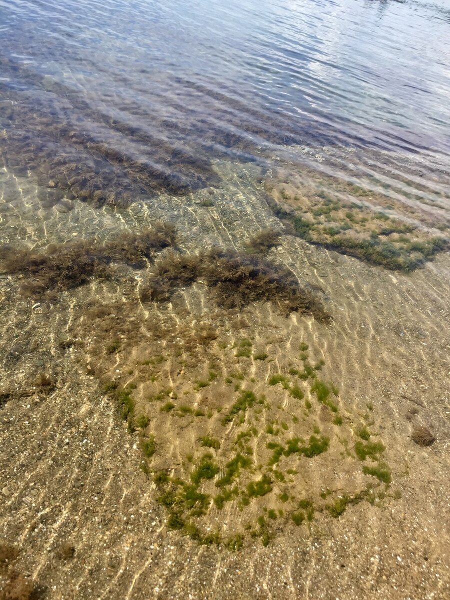 Прозрачная вода, рыбки снуют туда и сюда