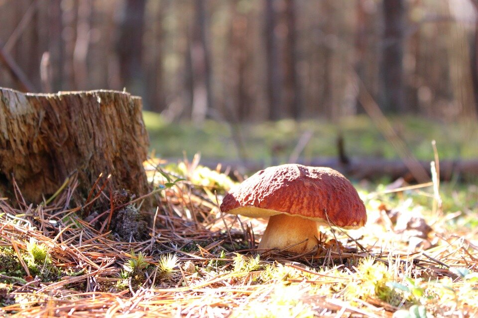 https://cdn.pixabay.com/photo/2015/10/03/22/22/boletus-970459_960_720.jpg  