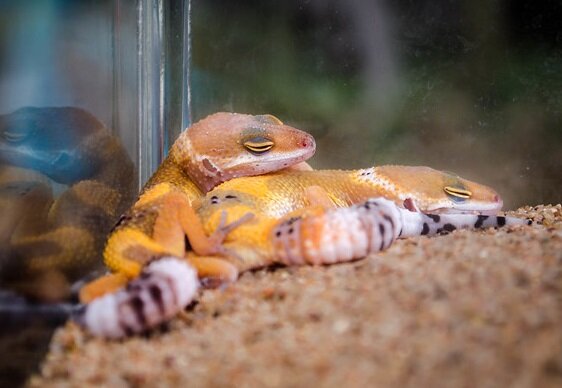 Источник: https://www.flickr.com/photos/cuppyuppycake/15465234567