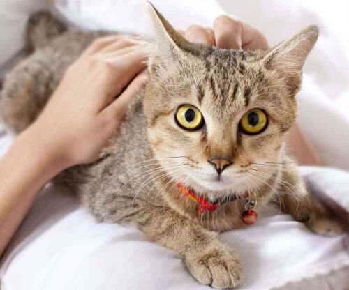 Гепатит у кошек: причины, симптомы, разновидности, диагностика и лечение заболевания