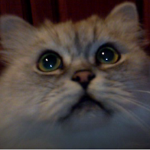 Фото было заскринено с видео, так что, с резкостью проблемка.