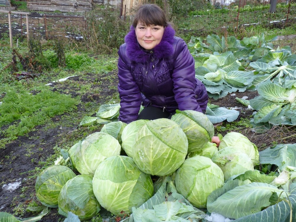 Капуста осенью. Урожай капусты. Сбор капусты. Капуста в огороде. Сбор урожая капусты.