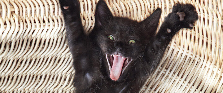 Королевский мявк