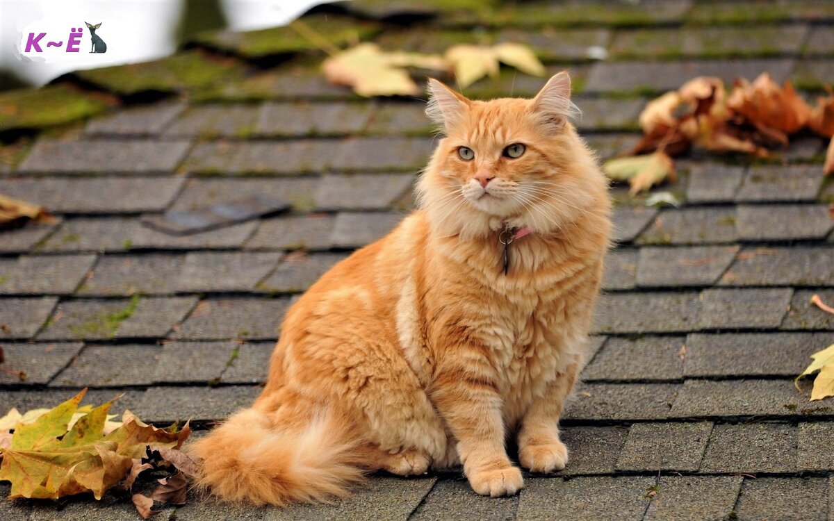 Кот Барон (фото из открытого источника)