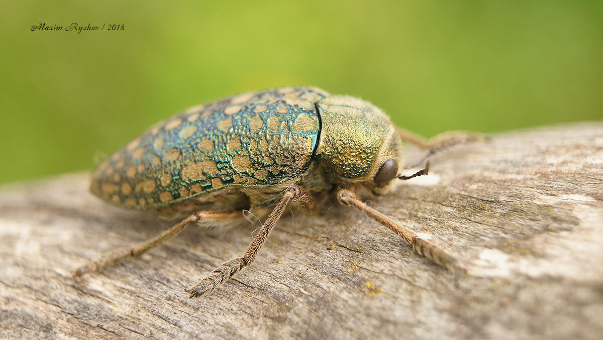 Златка пятнистая (Julodis variolaris) | Природа в объективе | Дзен