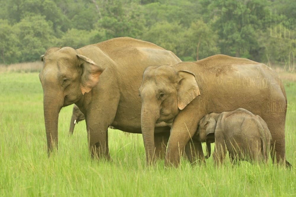 Индийский слон