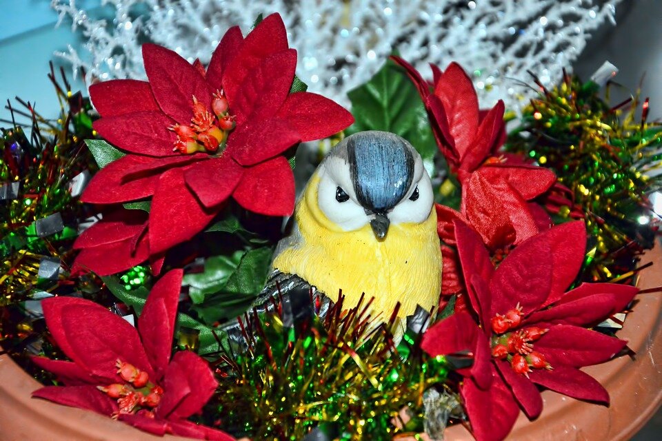 https://pixabay.com/photos/poinsettia-figure-bird-tit-1841433/