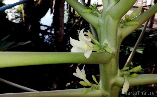 Цветок маленький и невзрачный. Но пчелкам нравится.