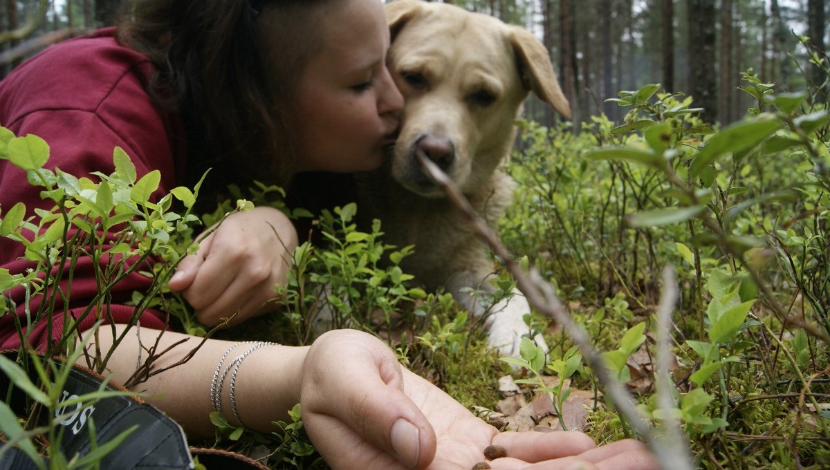 Я собачница и обожаю собак!) 