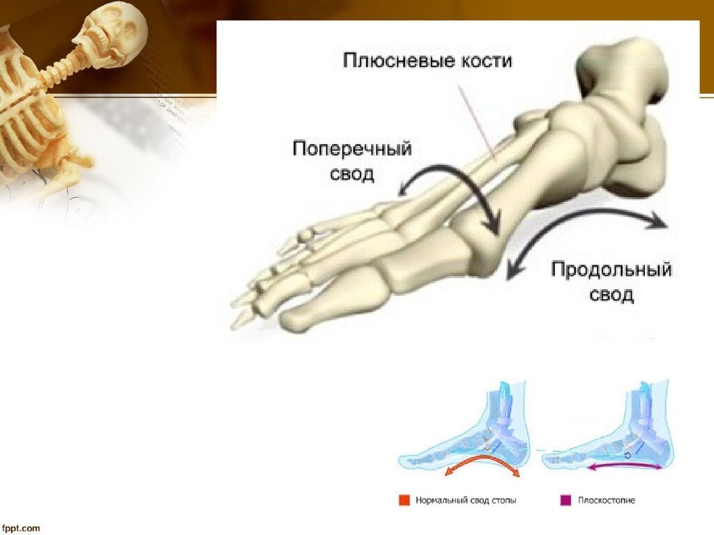 Свод 21. Внутренний продольный свод стопы. Поперечный свод стопы кости. Продольный свод стопы анатомия. Кости продольного свода стопы.