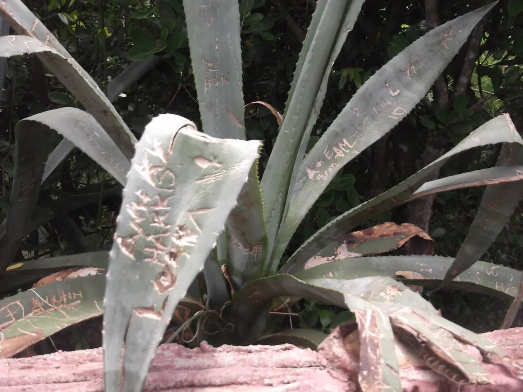 Бедный алоэ..