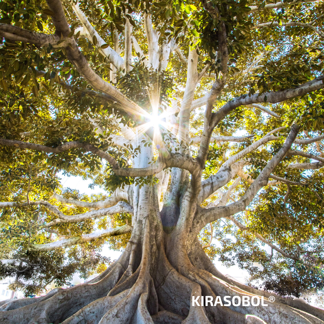 Магия рода. Помощники мастера. Кира Соболь™