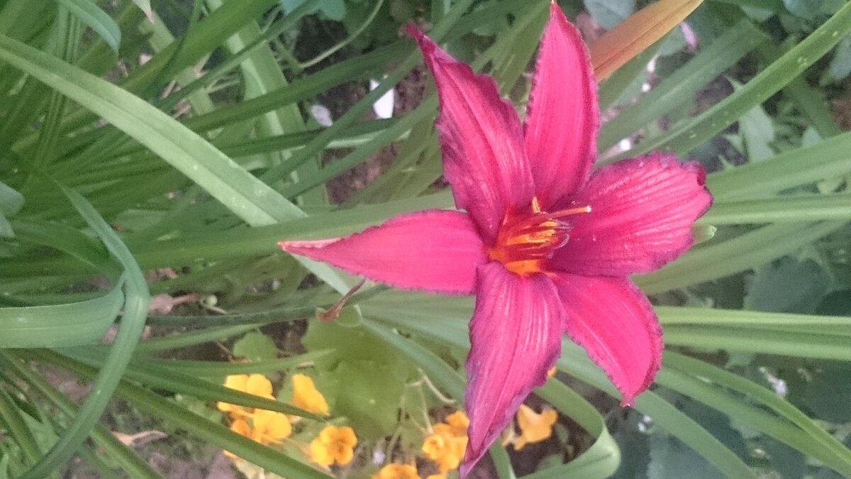 Лилия - для Лизы Туктамышевой! Фото авторское.