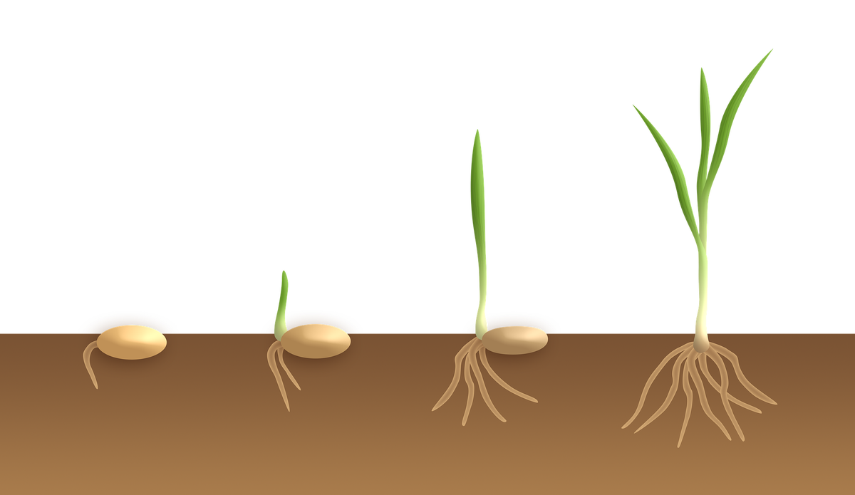 Из семени появляется росток