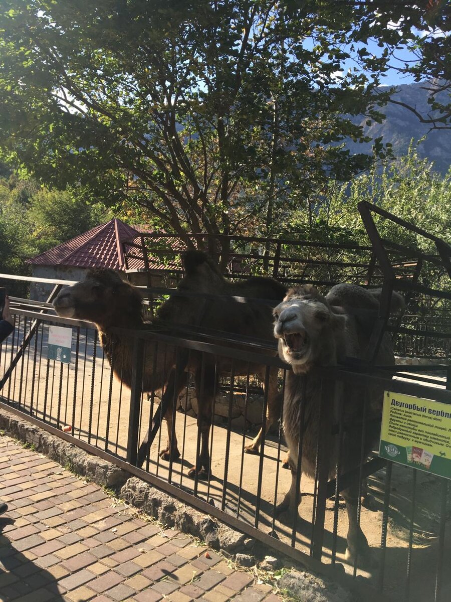 зоопарк в ялте