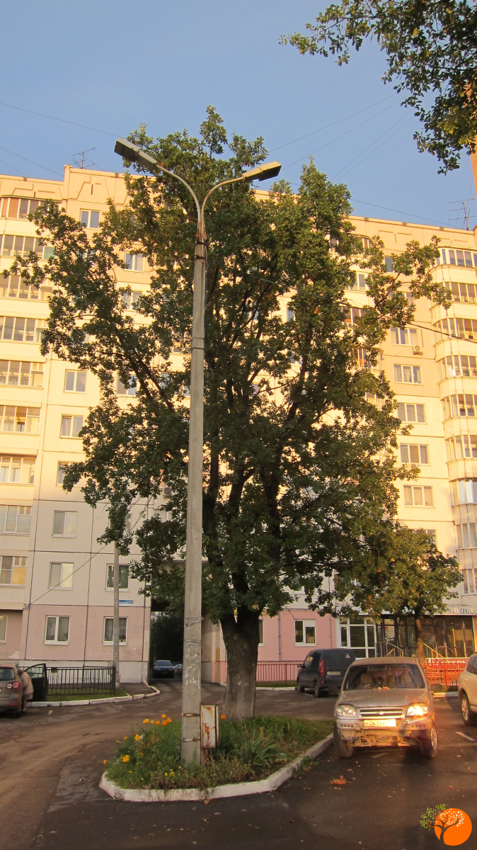 Самый урожайный из дуб на Пушкарской