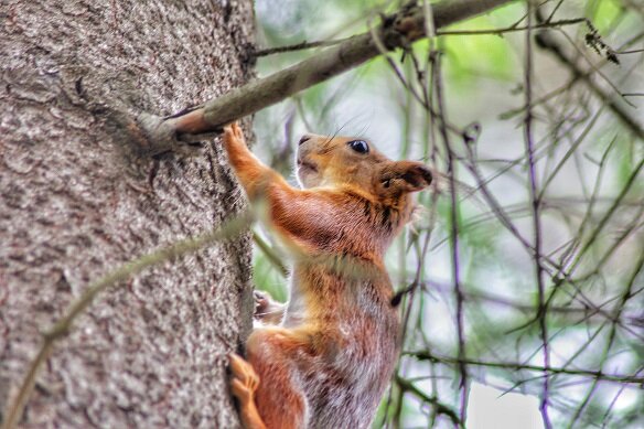 Белка в лесу