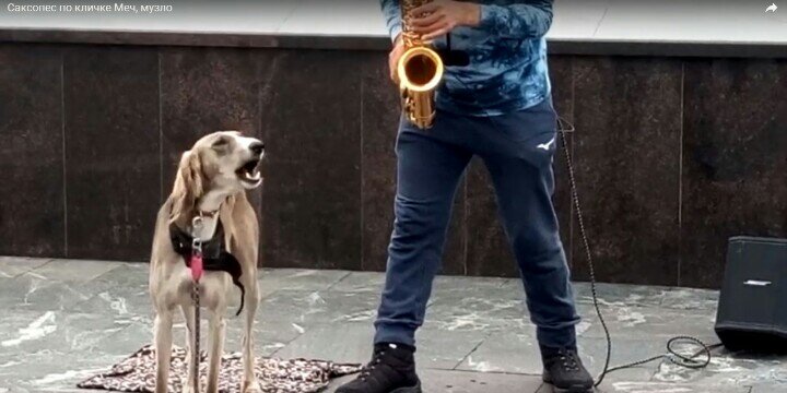 Соло на поводке