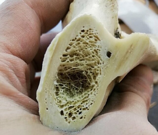 Кость - губчатый, пористый материал без достаточно плотной сердцевины