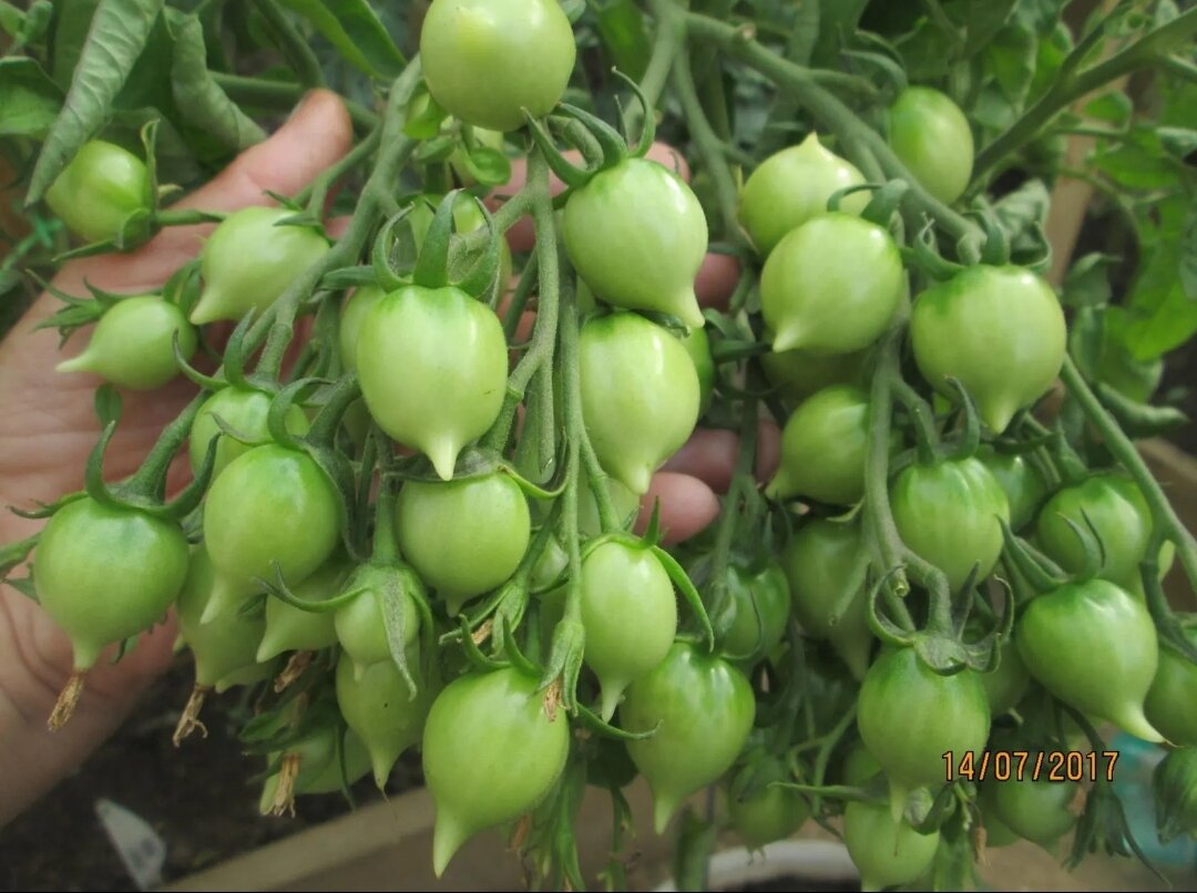 Огородник из рязани рассада томатов