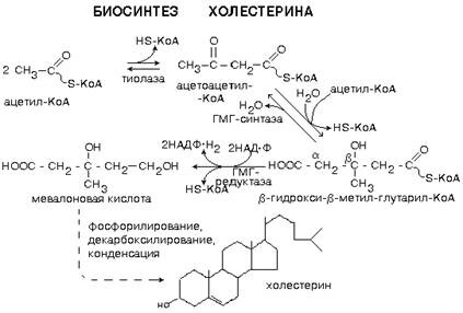 Схема синтеза холестерина. Картинка с сайта http://studepedia.org/index.php?vol=1&post=13536