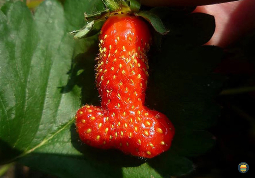 Клубника, Потенция