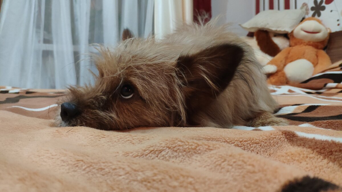 надо успеть спеть песню, пока не выгнали с  хозяйкой постели😔, хотя не понимаю, почему мне нельзя возлежать здесь, места ведь много 🤔)