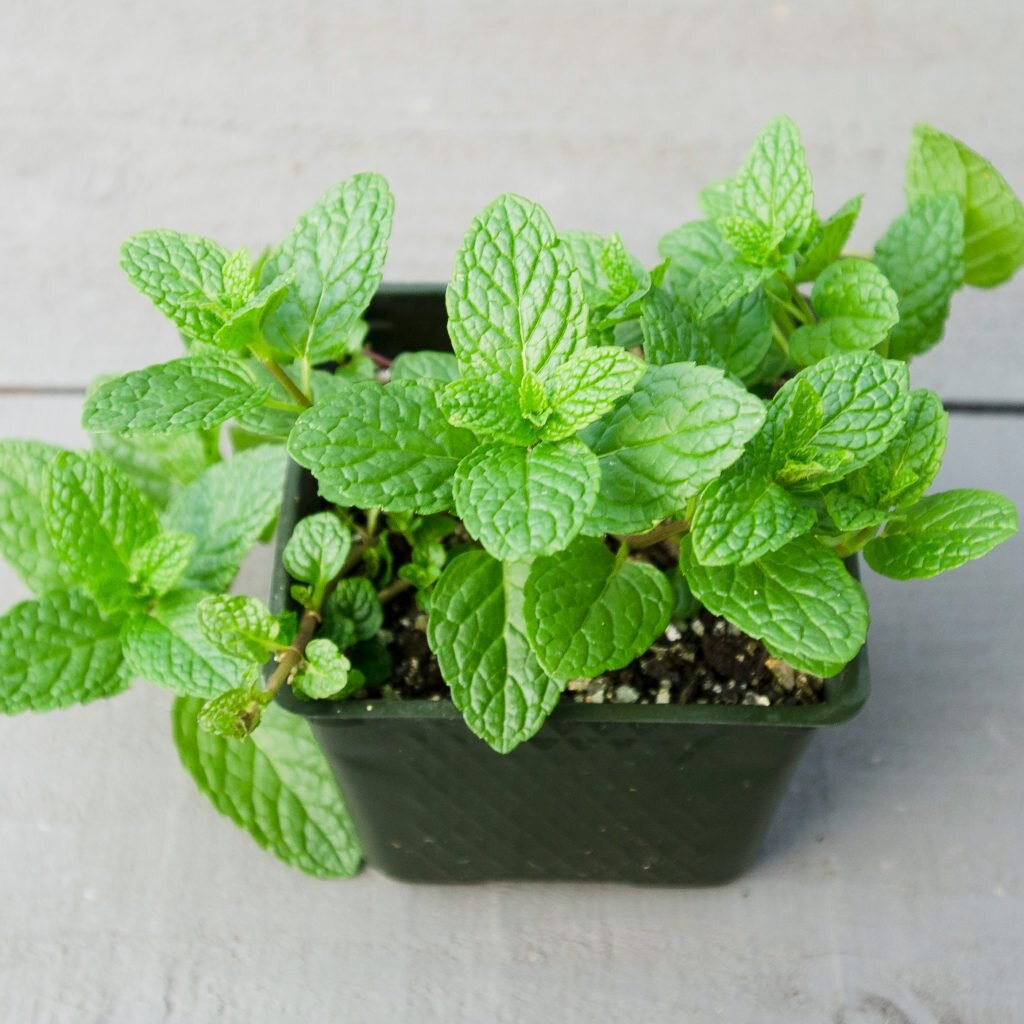 яндекс картинки