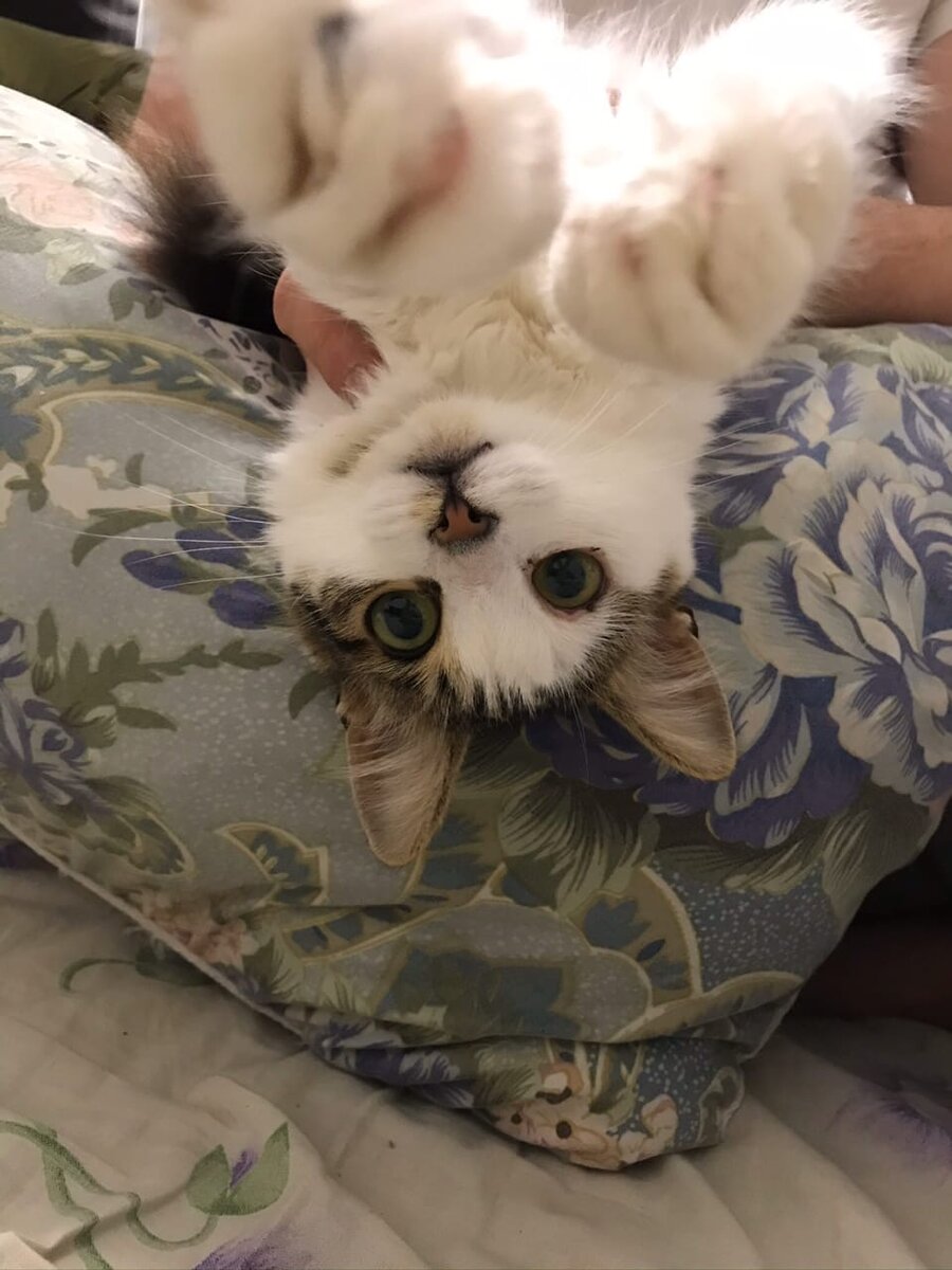 #кошечка