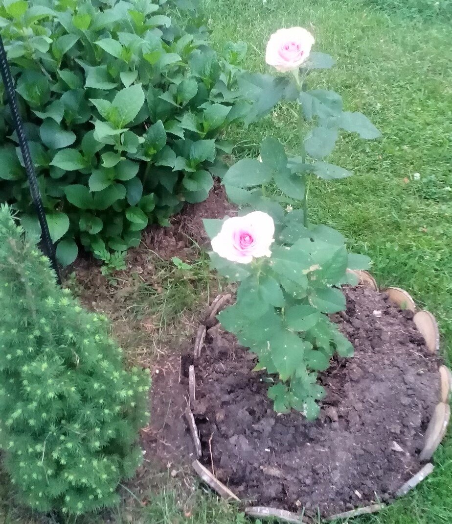 10-летняя чайная роза. Она просто "устала". Фото автора. 