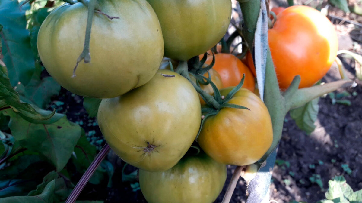 семена томат лисенок гавриш. томат лисенок отзывы. помидоры желтые сорт хурма. томат каротинка гавриш. томат лисенок.