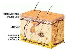 Строение кожи человека. Эпидермис, дерма, жировая клетчатка.