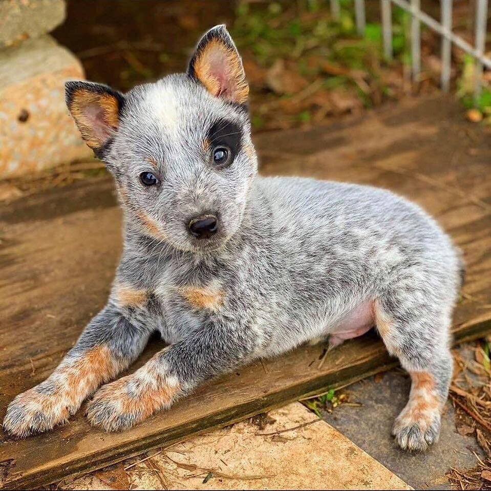 Маленький, а уже седой - голубой хилер