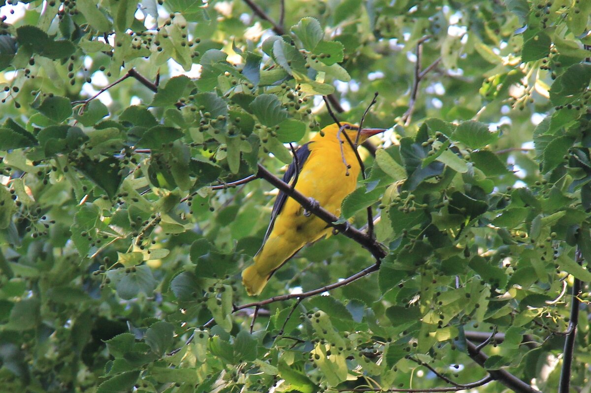 Черёмуха ещё не созрела.