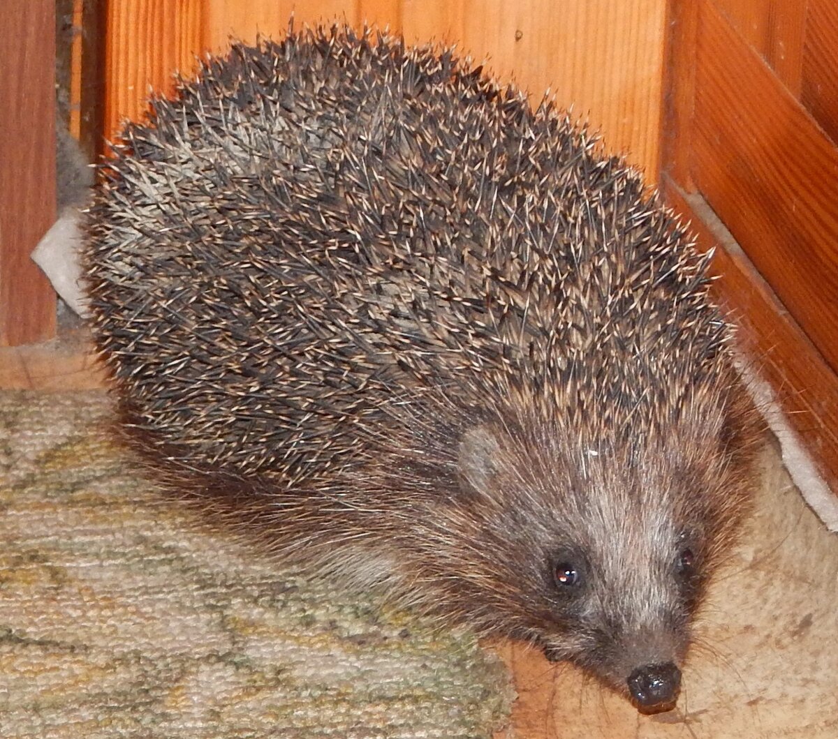 герой рассказа. фото автора